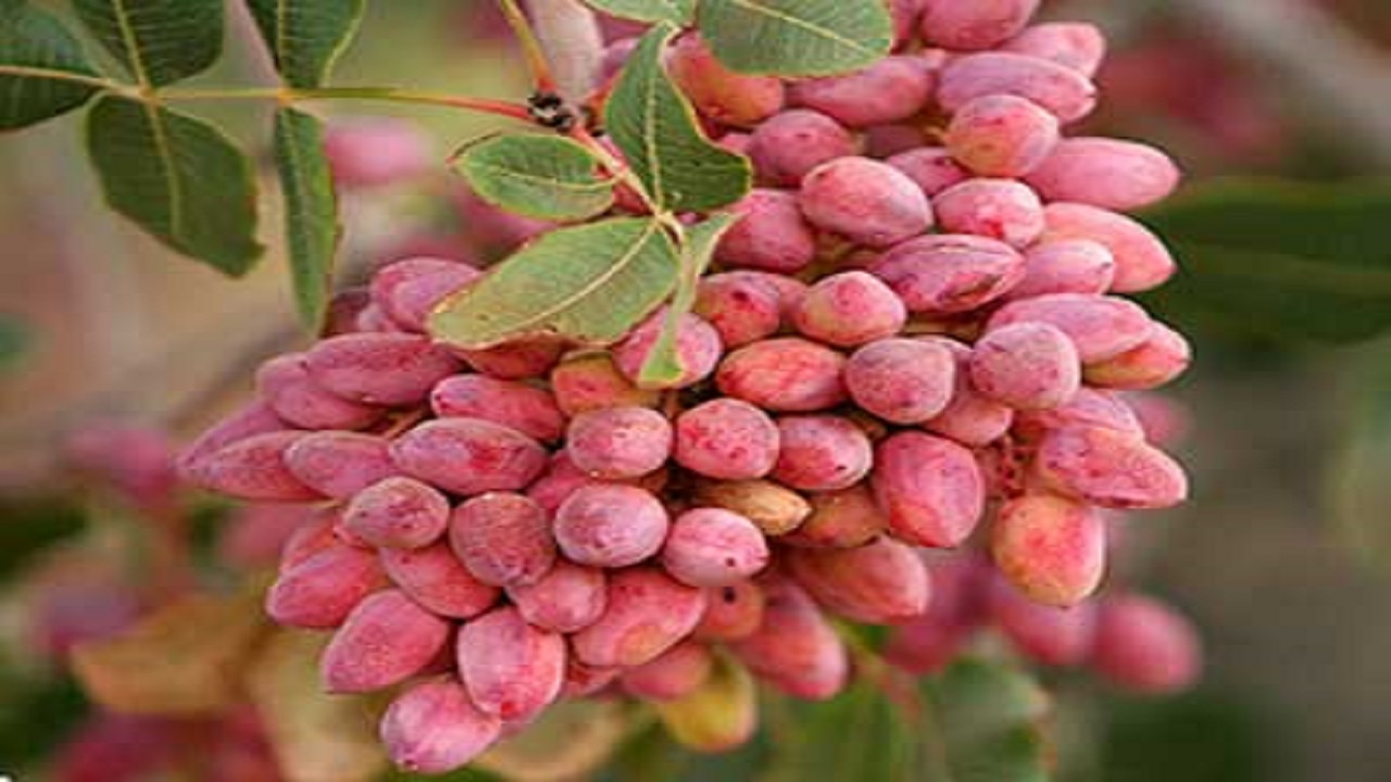 پیش بینی افزایش ۱۵ درصدی برداشت پسته از باغات سرایان