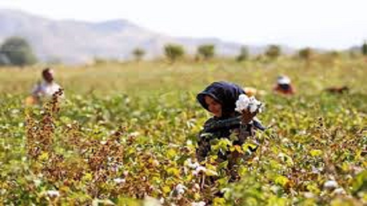 کاهش ۱۶ درصدی بیمه شدگان کشاورزی در استان