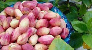 خواص پسته تازه و تاثیر آن بر بدن انسان