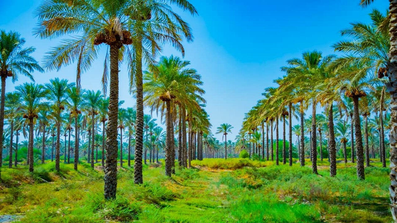 بازار بی رونق خرما کام نخل داران بوشهری را تلخ کرد/ میز صادرات خرما در وزارت خارجه برگزار می&zwnj;شود