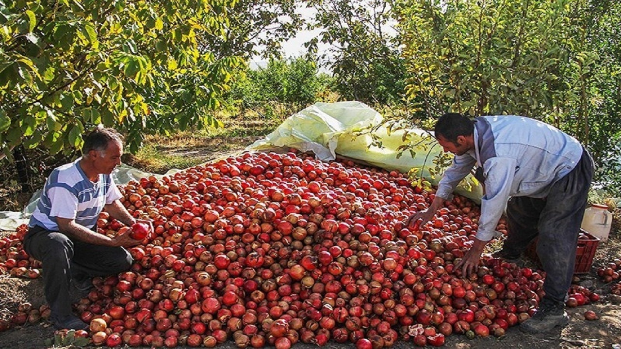 آغاز برداشت محصول انارستانهای گچساران