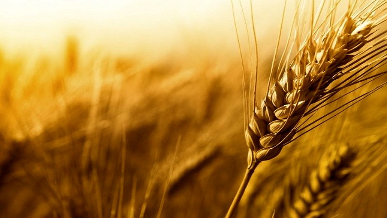 برداشت بیش از ۵۸ هزار تن گندم در روانسر