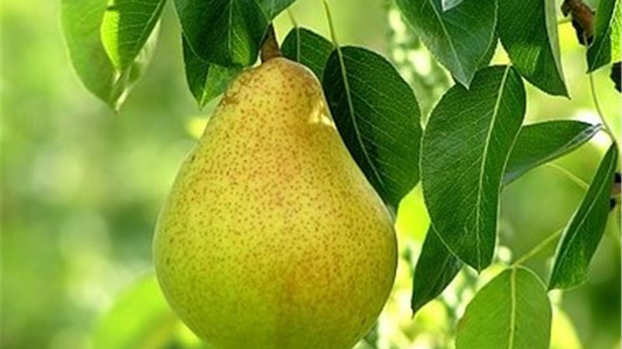 برداشت ۲ هزار و ۵۰۰ تن گلابی از باغ‌های گلستان