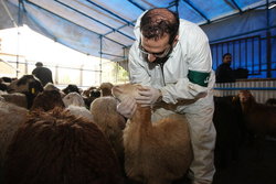  نذر نیابتی