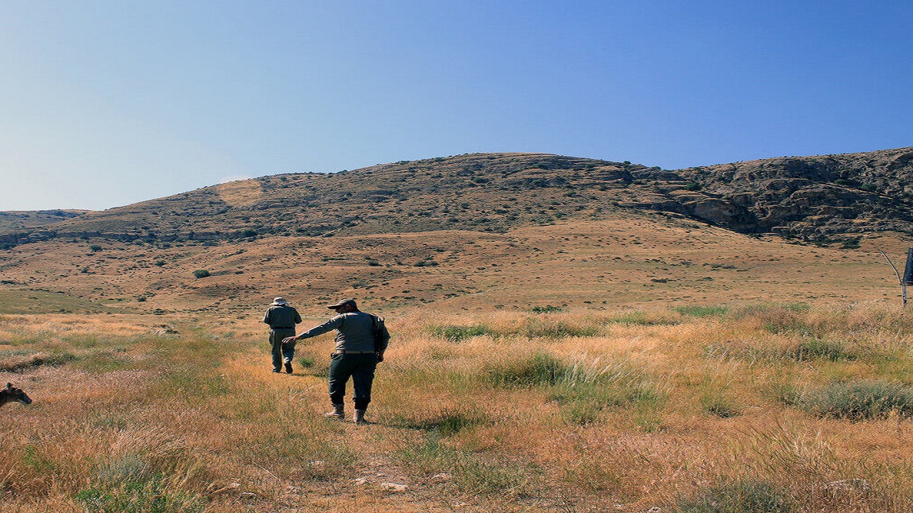 شناسایی ۲۴ نوع تخلف شکار ازسوی محیط‌بانان استان اصفهان