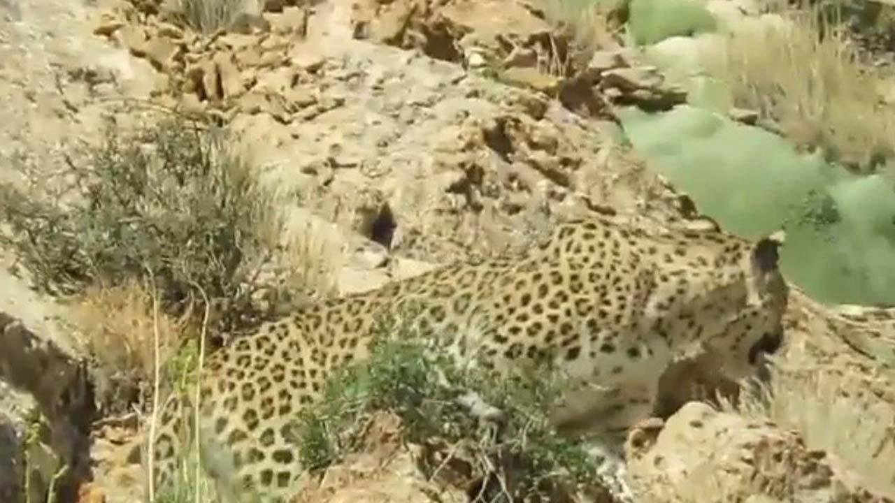 ماجرای حضور پلنگ در کوه‌های اطراف جهرم چه بود؟