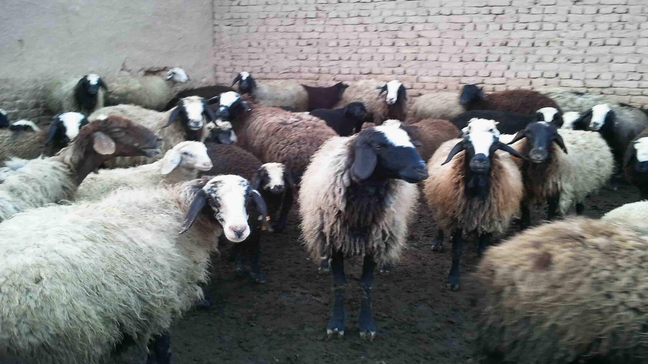 ایجاد اشتغال پایدار با افتتاح طرح پرواربندی ۴۸۰ راس بره در گمبوعه