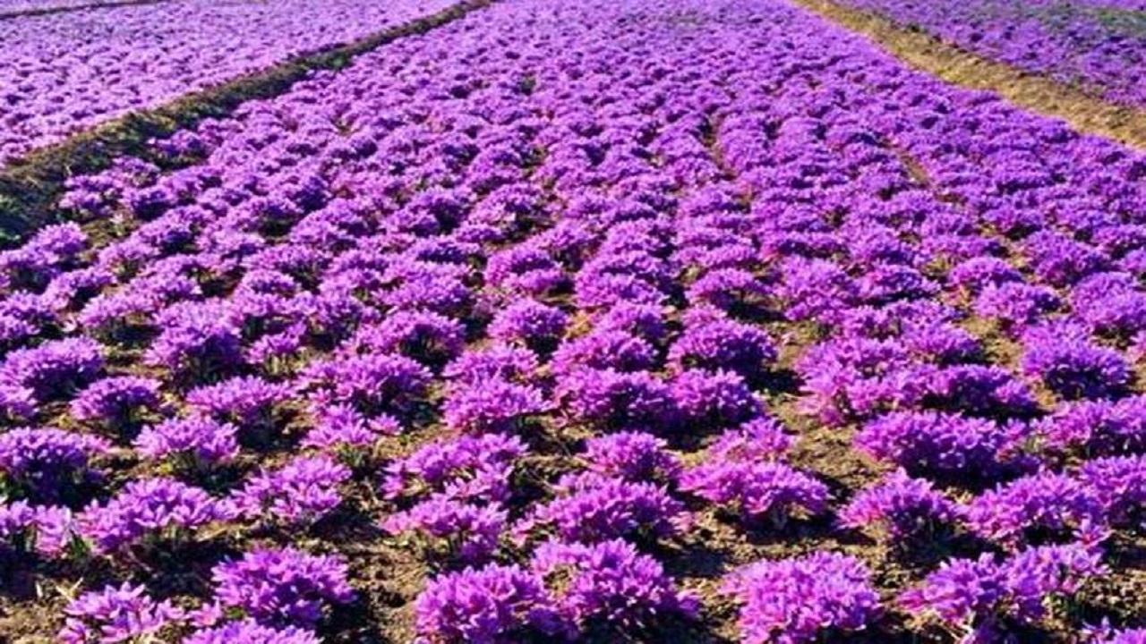 زعفران های خریداری شده طرح حمایتی دولت در مرحله اول مزایده بدون مشتری!
