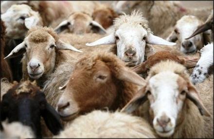 واگذاری ایستگاه اصلاح نژاد قوچ کردی شیروان به بخش خصوصی