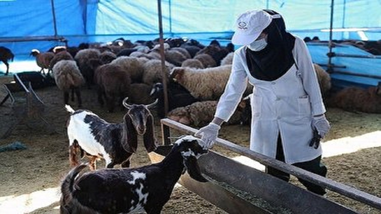 کنترل بهداشت و سلامت دام های قربانی در روز تاسوعا و عاشورای حسینی