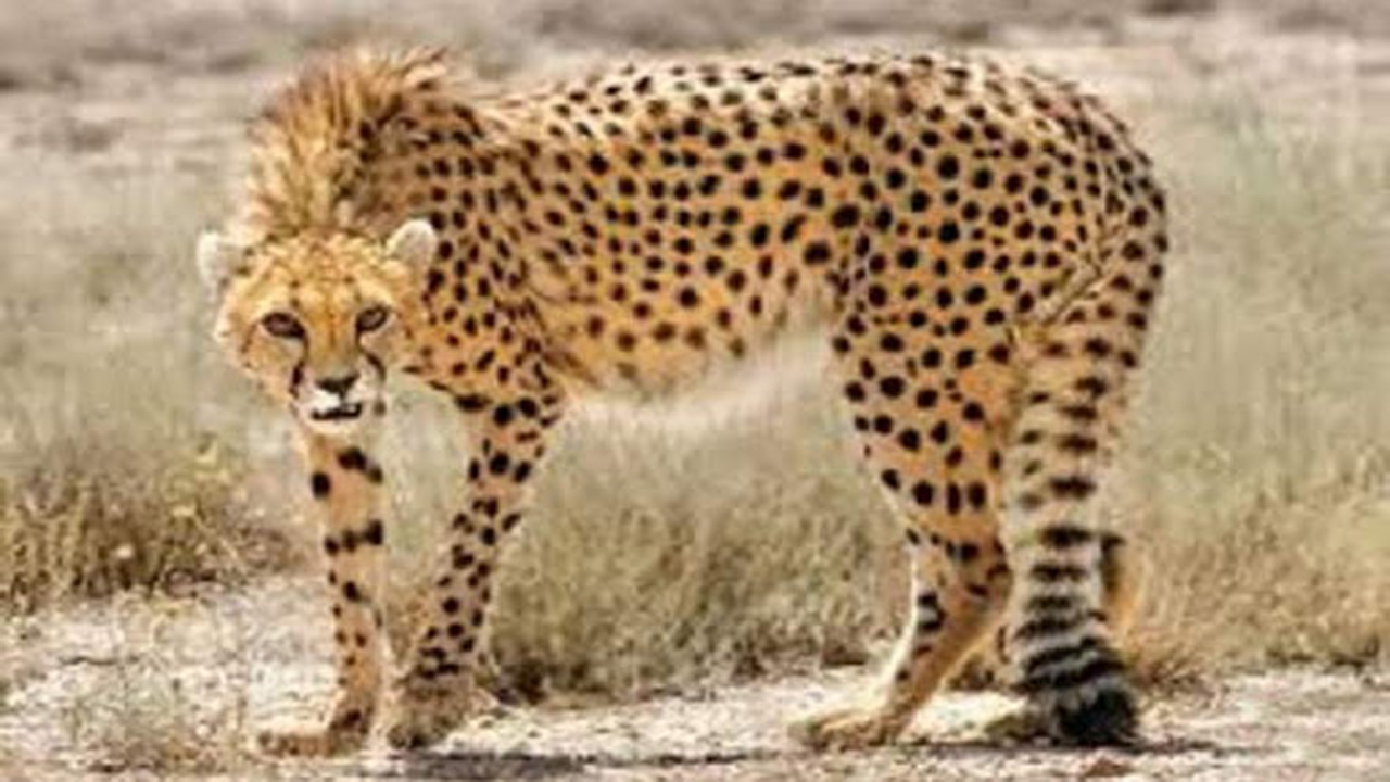 نصب دوربین‌های تله‌ای در میاندشت