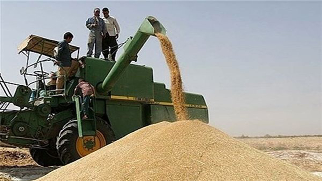 خریداری بیش از ۱۳۱ هزار تن گندم در خراسان شمالی