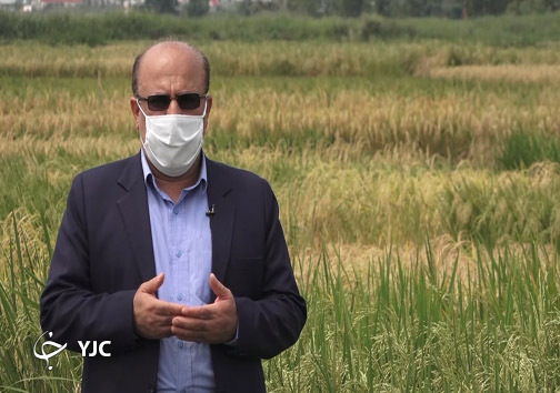 برکت رقم جدید برنج برای کشاورزان + فیلم عرفانی مرکز تحقیقات برنج کشور