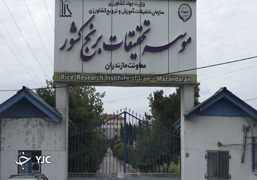 برکت رقم جدید برنج برای کشاورزان + فیلم موسسه تحقیقات برنج کشور