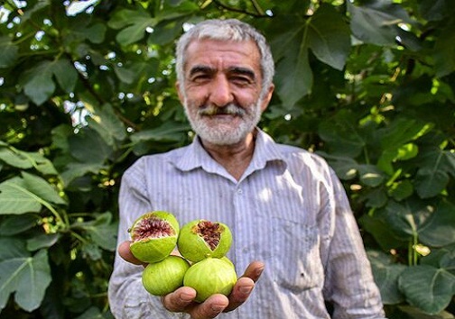 برداشت زمرد سبز استان سمنان