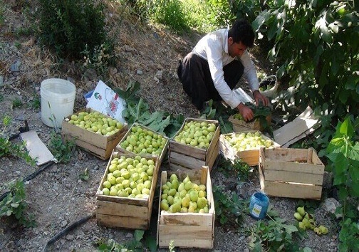 برداشت زمرد سبز استان سمنان