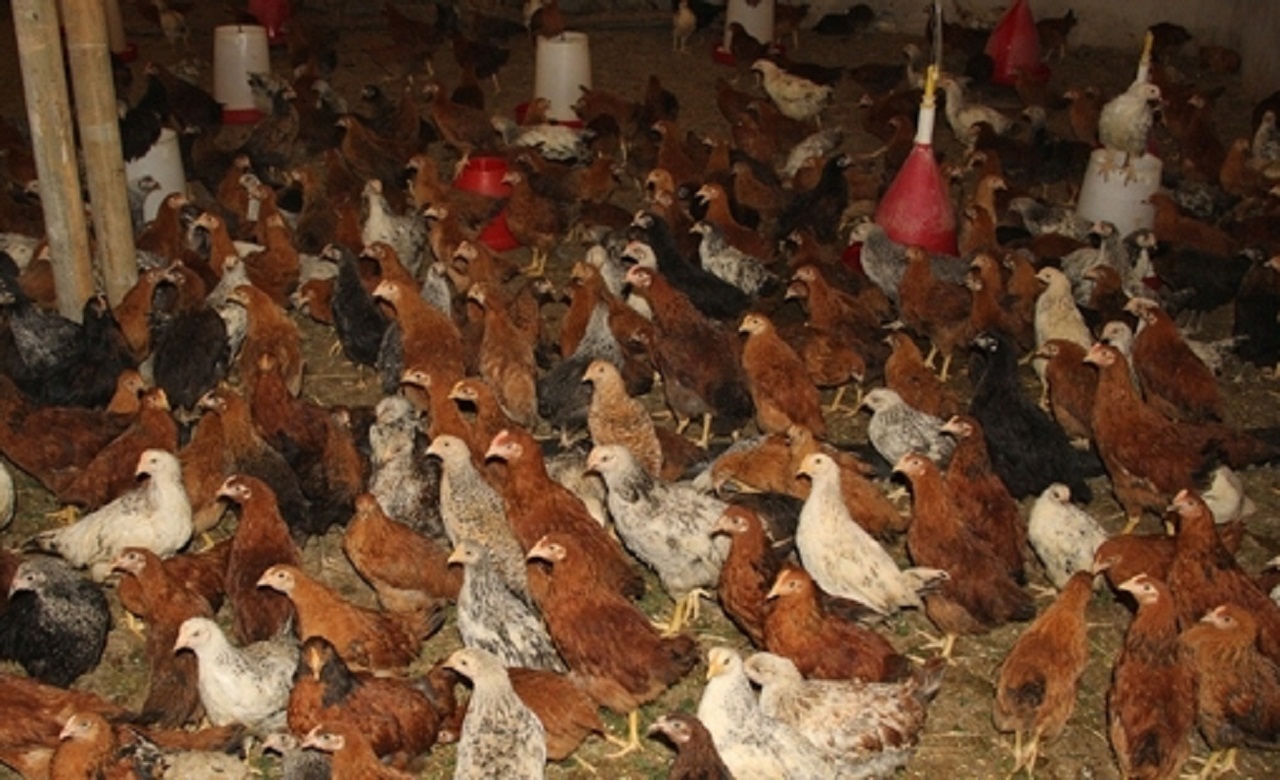 برگزاری کارگاه آموزشی پرورش طیور در شادگان