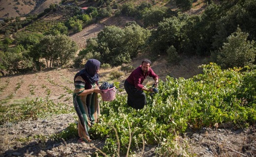 سفیدبختی انگور سیاه باغداران؛ پیش&zwnj;بینی خرید توافقی ۳ هزار تن انگور سیاه در کردستان