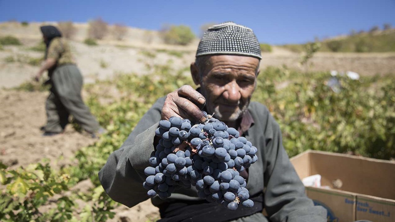 سفیدبختی انگور سیاه باغداران؛ پیش&zwnj;بینی خرید توافقی ۳ هزار تن انگور سیاه در کردستان