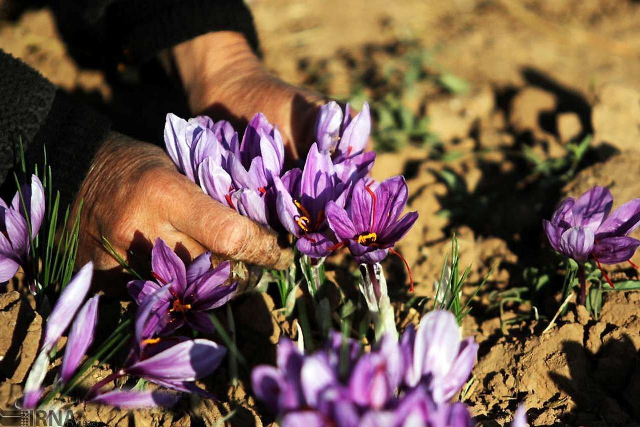 بی انگیزگی کشاورزان زعفرانکار بی انگیزگی کشاورزان زعفرانکار