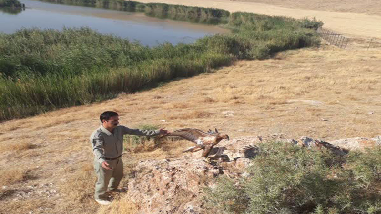 یک بهله سارگپه در ارتفاعات مهاباد رهاسازی شد
