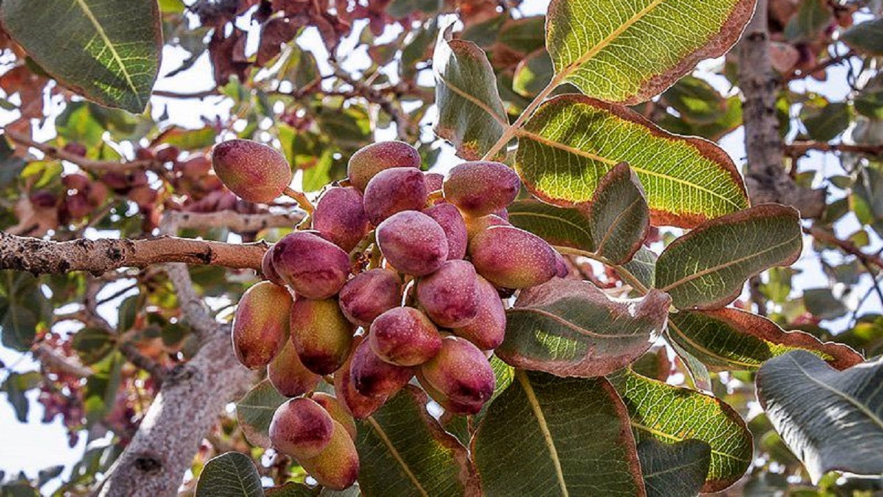 برداشت ۹ هزار تن پسته از باغات گناباد