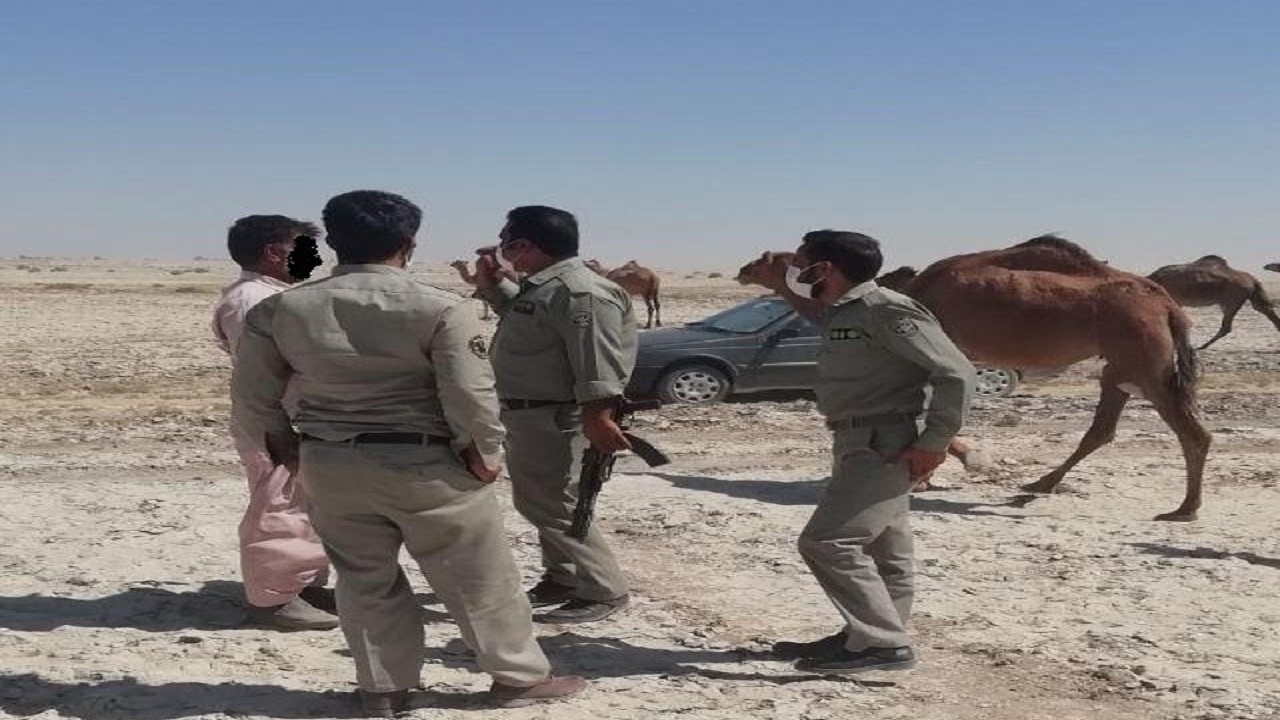 ‍ خروج ۶۰۰ شتر از پناهگاه حیات وحش هامون