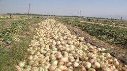 برداشت پیاز