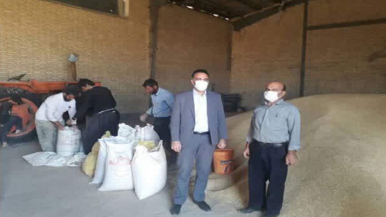 آغاز توزیع جو بین دامداران بن