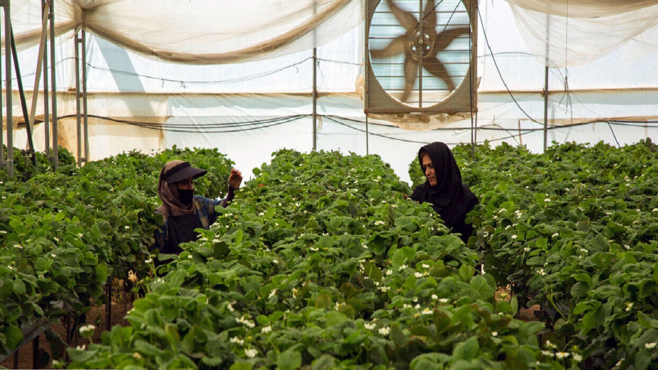 مجوز احداث ۲۳۰ هکتارگلخانه در سقزصادرشد