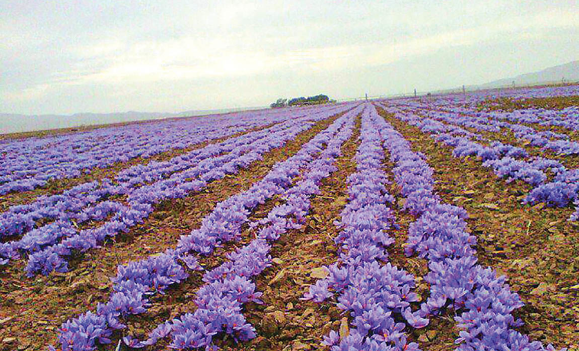 سودی که بر باد می&zwnj;رود/زعفران کار برای دست های پشت پرده کارمی&zwnj;کند