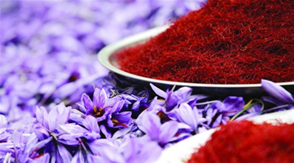 سودی که بر باد می&zwnj;رود/زعفران کار برای دست های پشت پرده کارمی&zwnj;کند