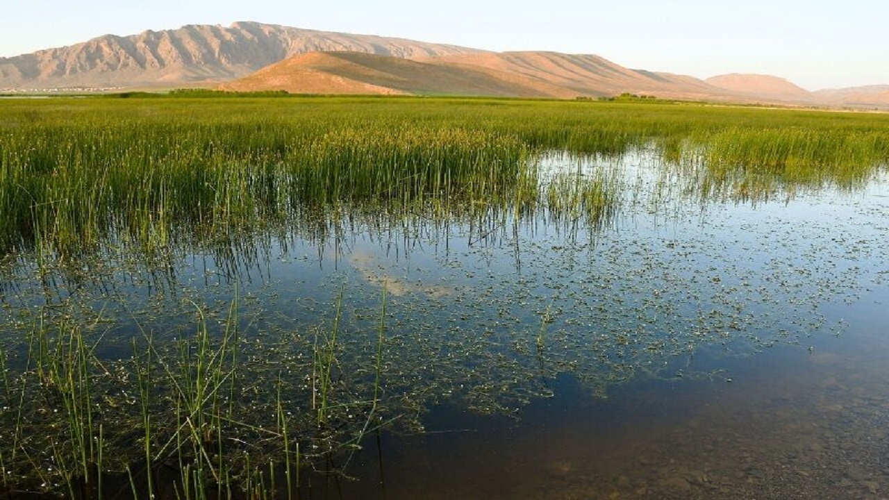 تالاب‌های لرستان استراحتگاه مناسبی برای پرندگان مهاجر هستند