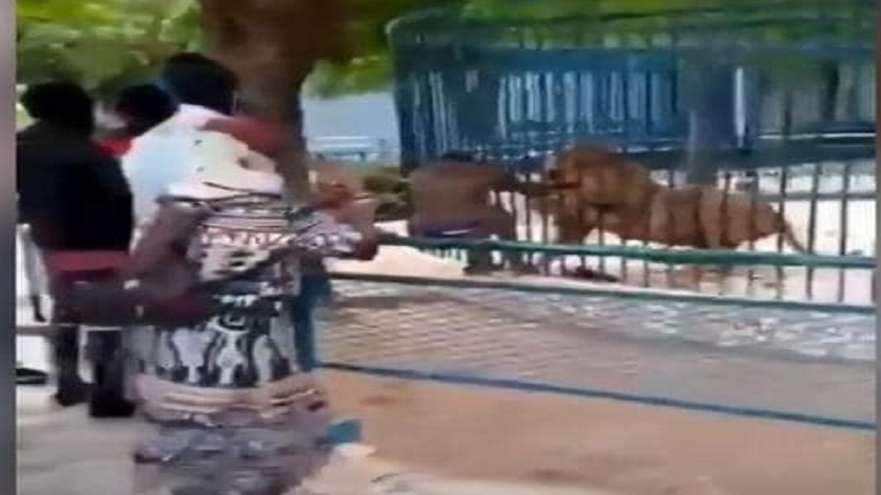 لحظه وحشتناک حمله شیر به کارگر باغ وحش