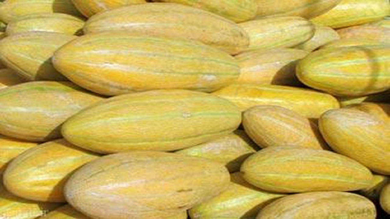 پیش بینی تولید بیش از ۳ هزار تن خربزه در بیرجند