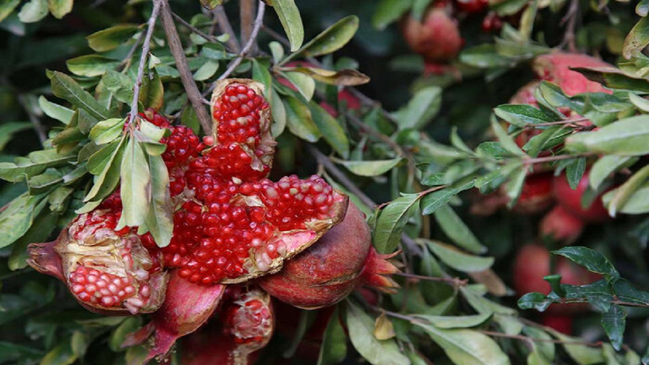 برداشت انار از اراضی شهرستان گرمی مغان آغاز شد