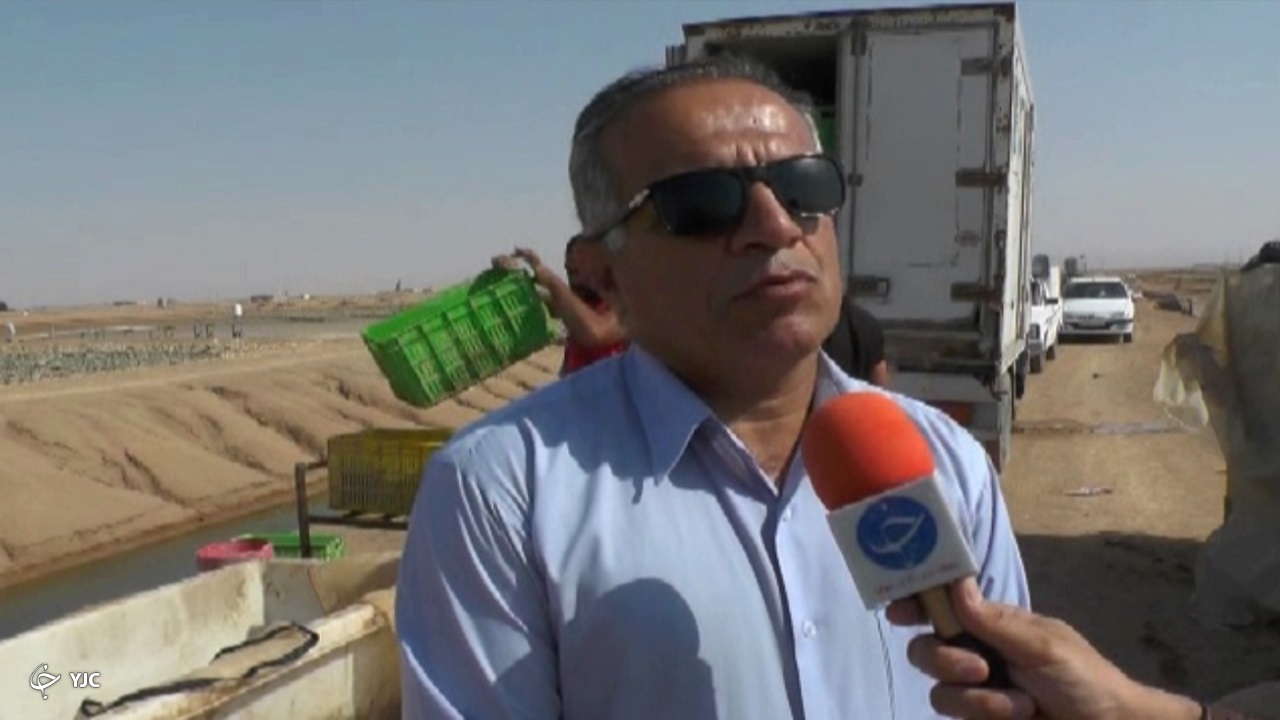 لکه سفید؛ کرونای مزارع میگوی پرورشی بوشهر