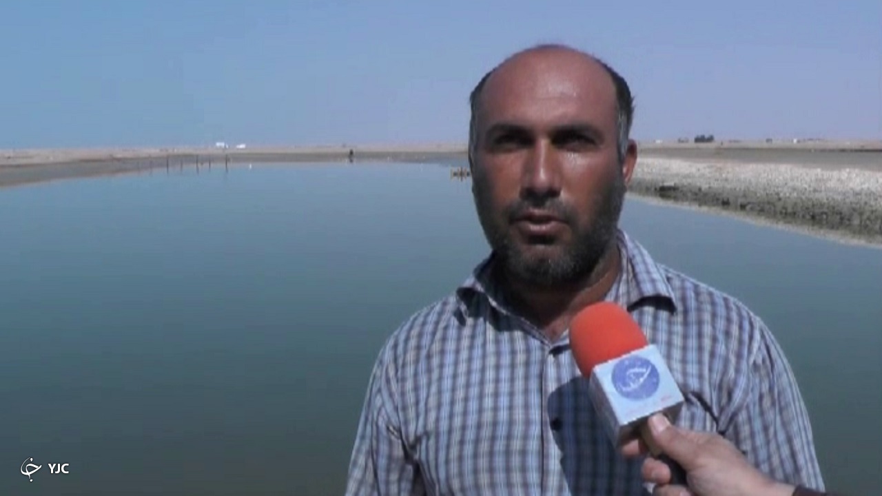 لکه سفید؛ کرونای مزارع میگوی پرورشی بوشهر