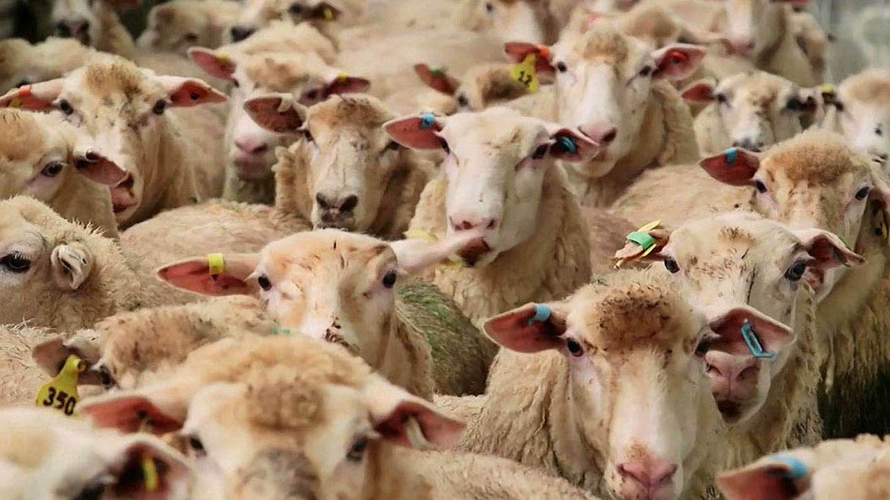 پلاک کوبی ۳۱۵ هزار راس دام سبک در فارس