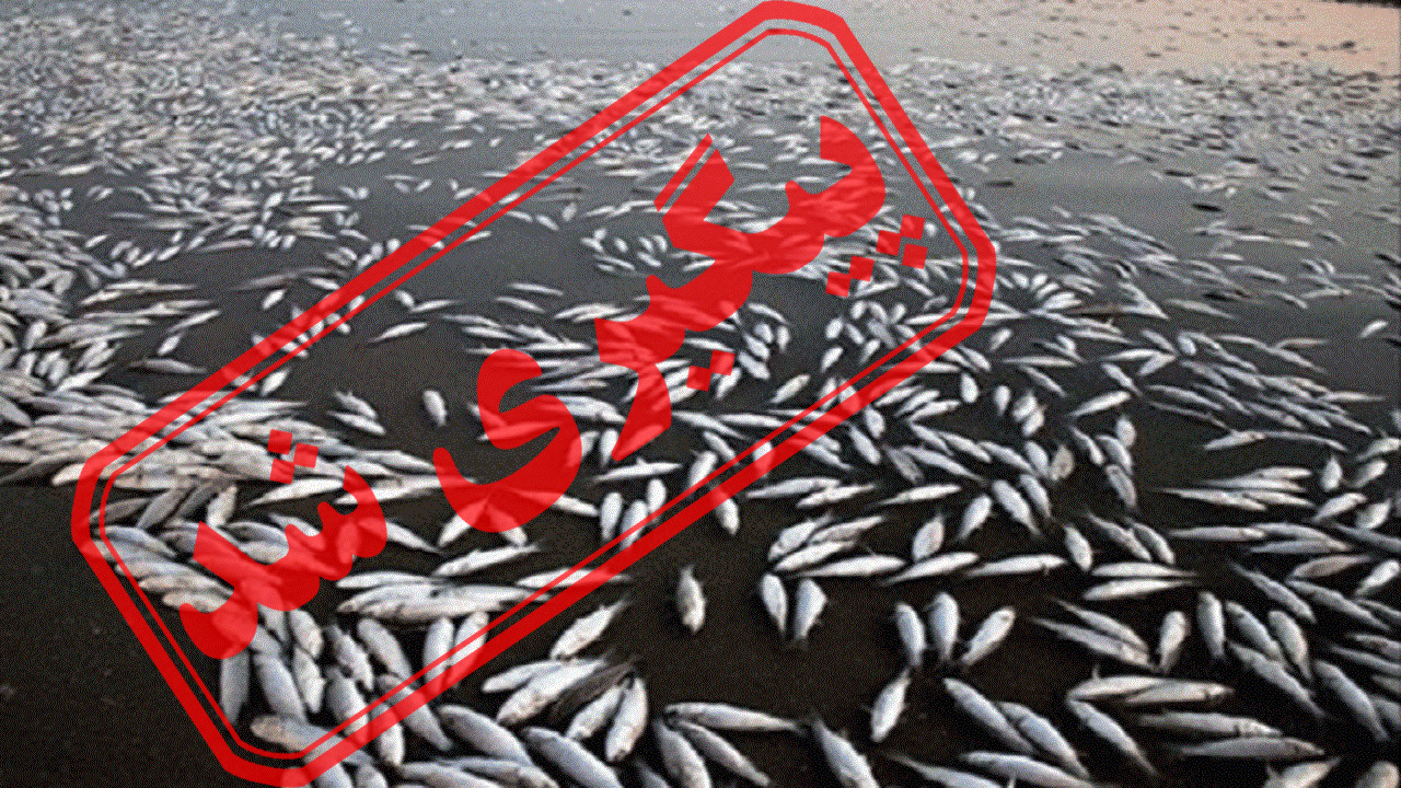 تلف شدن ماهی‌های رودخانه اناربار در روستای جلماجرد + نتیجه پیگیری