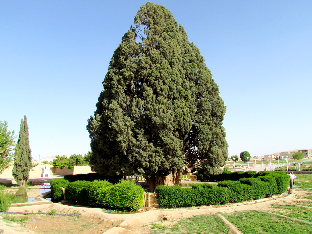 درختان چشم&zwnj;نوازی که در عین زیبایی، عجیب و شگفت&zwnj;انگیز هستند