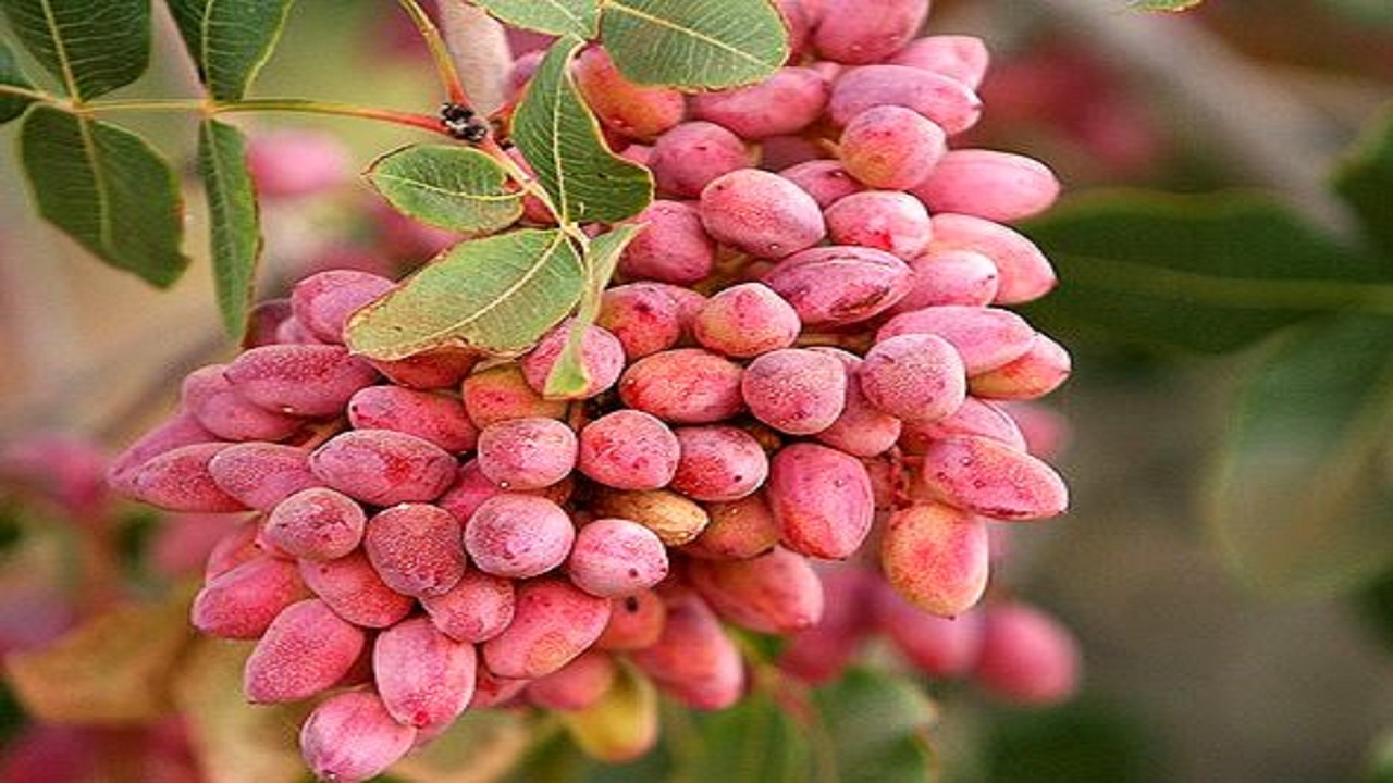 پیش بینی برداشت ۴۰ تن پسته خام در ایذه