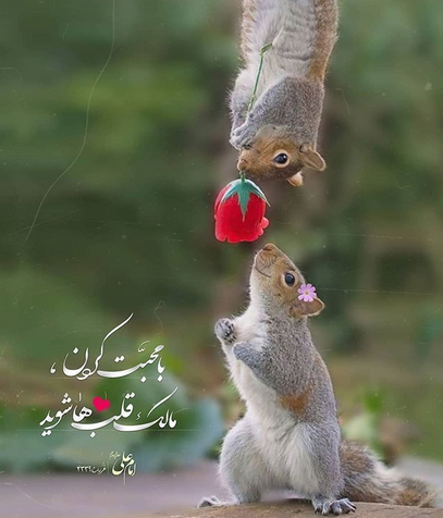 حدیث 