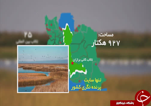 پذیرایی گرم تالاب کانی برازان از پرندگان مهاجر