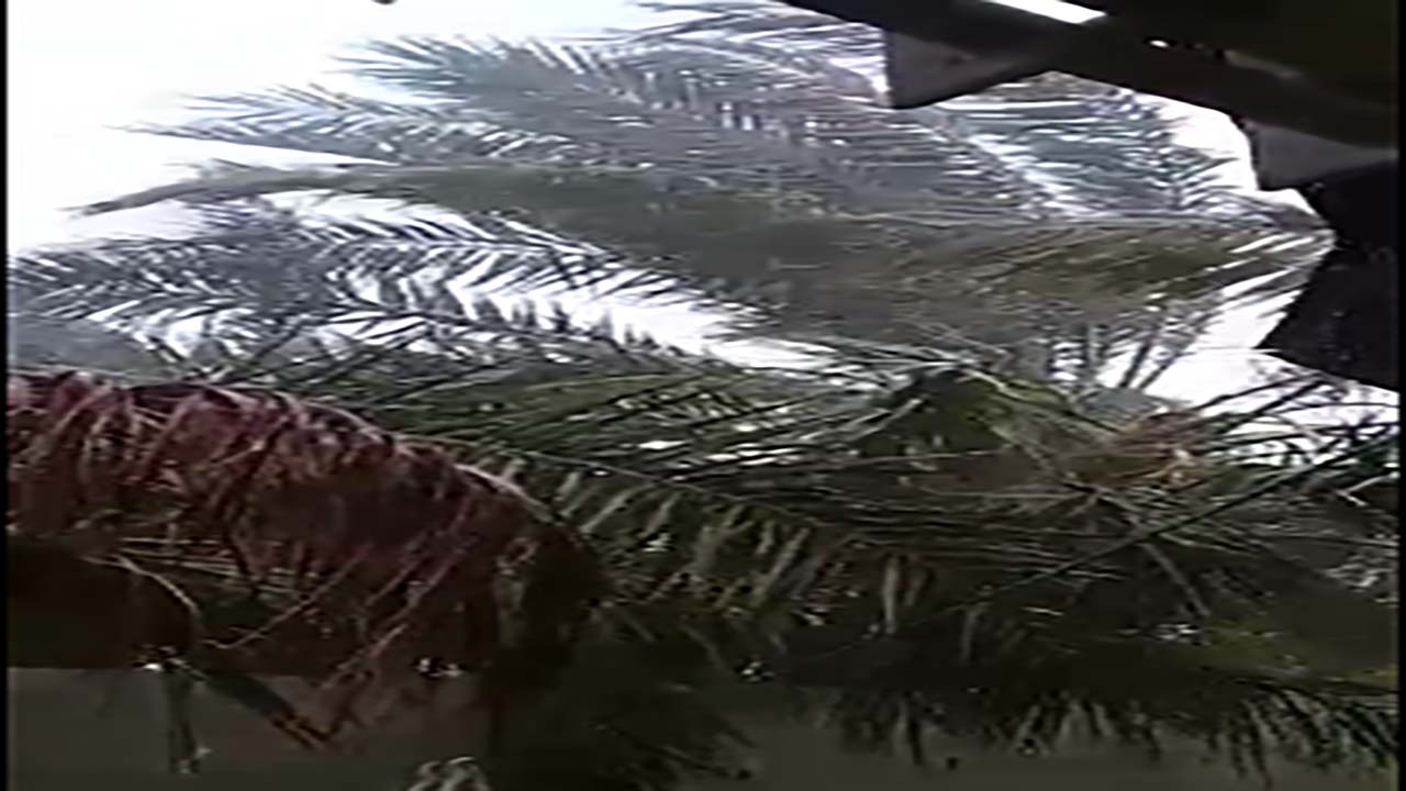 وزش باد و بارش باران در روستای رمیله  + فیلم