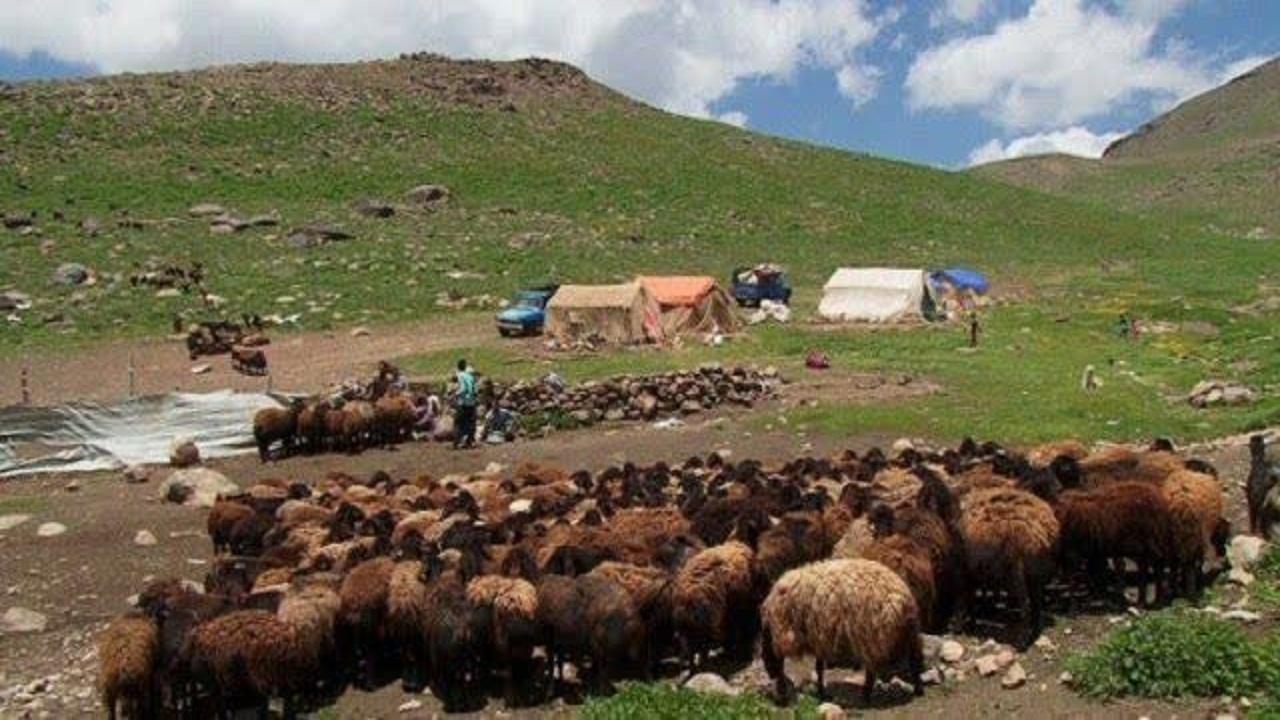 عشایر یک ظرفیت بزرگ برای تولید گوشت در کشور هستند