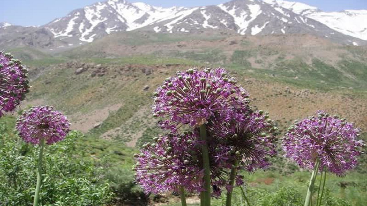 کشت موسیر در ۱۶۵ هکتار از اراضی شهرستان کوهرنگ