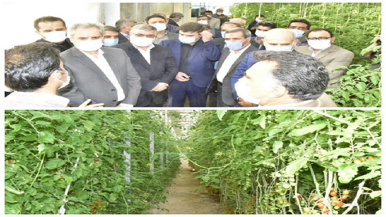 بهره برداری  بیش از ۴ هزار هکتار گلخانه و سایبان‌های کشاورزی در کشور