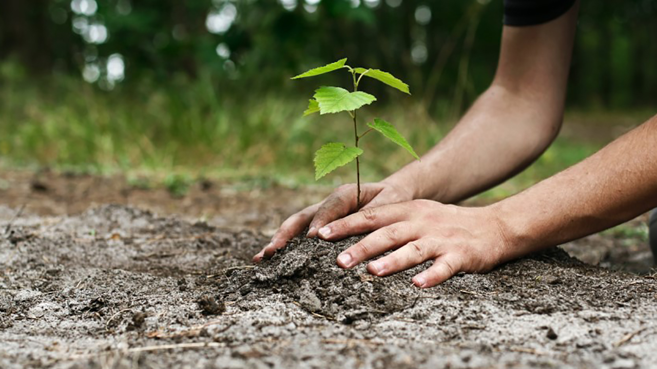 کاشت ۹۰۰ اصله نهال، رای دادگاه برای متهمین قطع درخت در کلاله