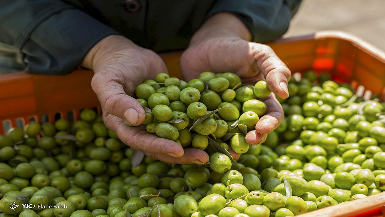 راه تشخیص روغن زیتون اصل از تقلبی چیست؟